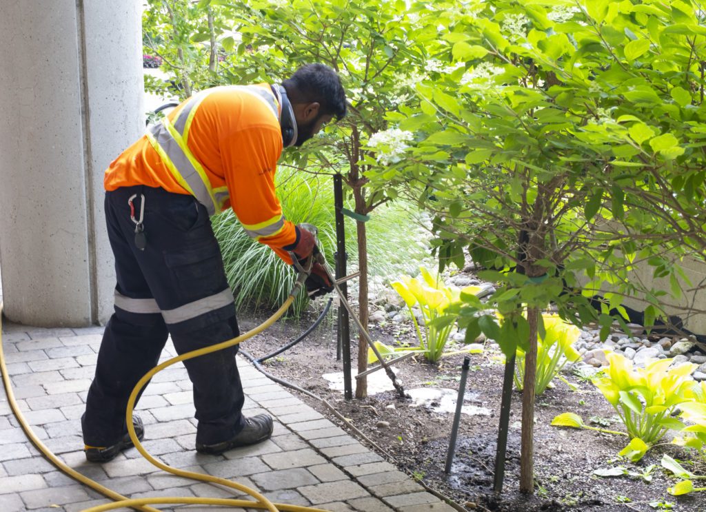 Is Your Mature Tree in Need of an Advanced Inspection?